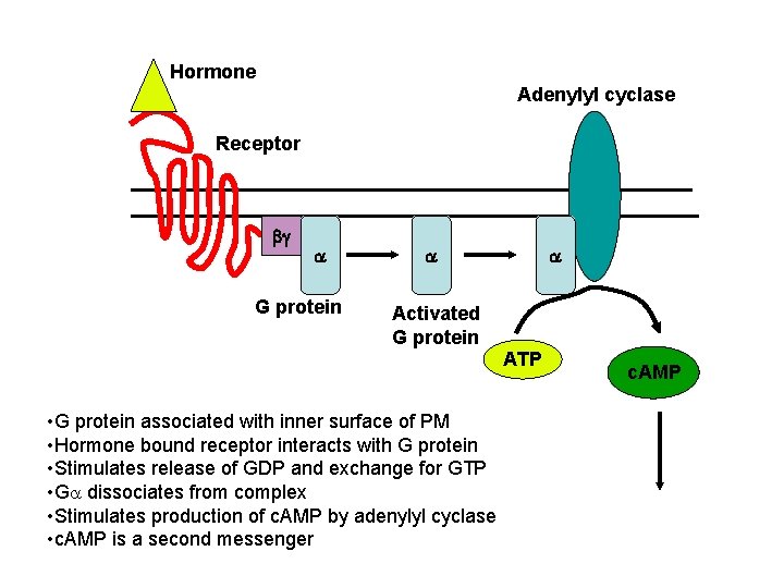 Hormone Adenylyl cyclase Receptor bg a G protein a a Activated G protein ATP