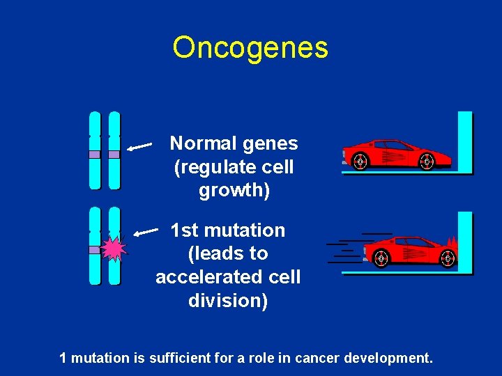 Oncogenes Normal genes (regulate cell growth) 1 st mutation (leads to accelerated cell division)