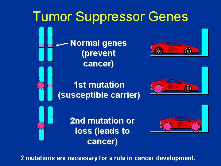 Tumor Suppressor Genes Normal genes (prevent cancer) 1 st mutation (susceptible carrier) 2 nd