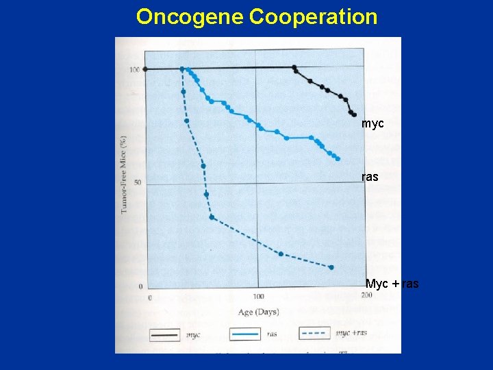 Oncogene Cooperation myc ras Myc + ras 