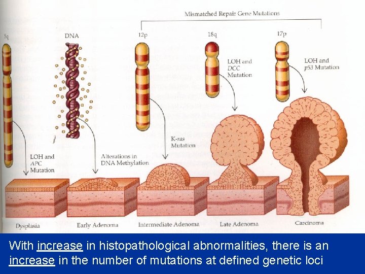 With increase in histopathological abnormalities, there is an increase in the number of mutations