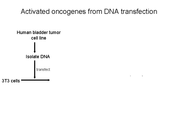 Activated oncogenes from DNA transfection Human bladder tumor cell line Isolate human DNA Alu