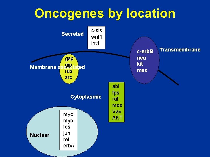 Oncogenes by location Secreted c-sis wnt 1 int 1 c-erb. B neu kit mas