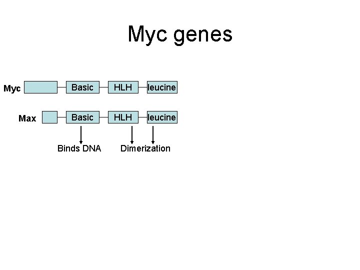 Myc genes Myc Max Basic HLH leucine Binds DNA Dimerization Myc-Max Increases trx Max-Max