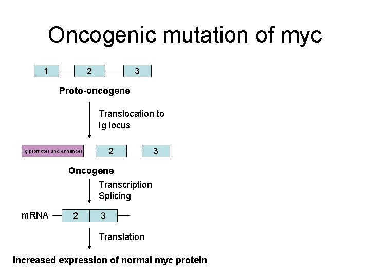 Oncogenic mutation of myc 1 2 3 Proto-oncogene Translocation to Ig locus 2 Ig