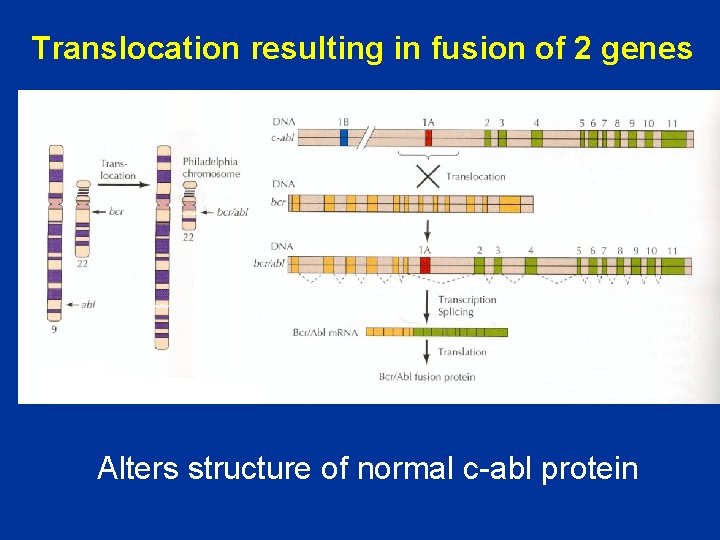 Translocation resulting in fusion of 2 genes Alters structure of normal c-abl protein 