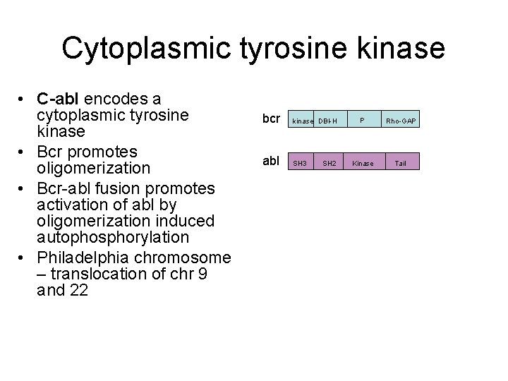 Cytoplasmic tyrosine kinase • C-abl encodes a cytoplasmic tyrosine kinase • Bcr promotes oligomerization