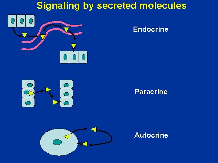 Signaling by secreted molecules Endocrine Y Y Paracrine Autocrine Y 