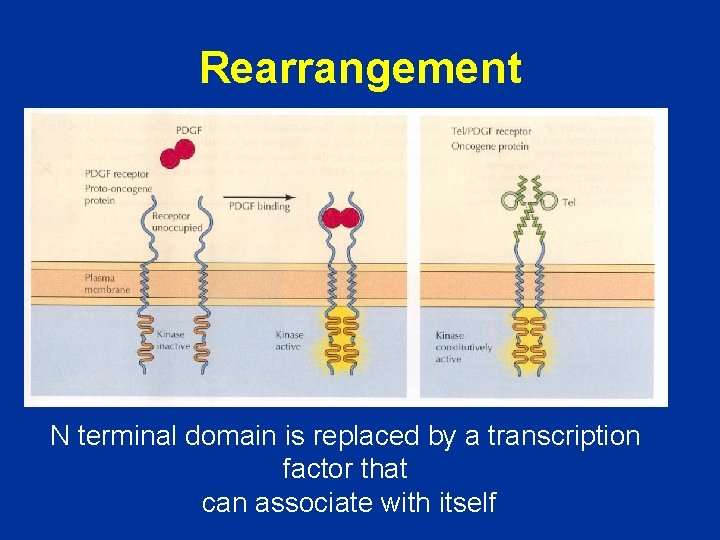 Rearrangement N terminal domain is replaced by a transcription factor that can associate with