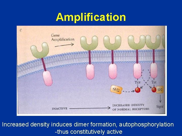 Amplification Increased density induces dimer formation, autophosphorylation -thus constitutively active 