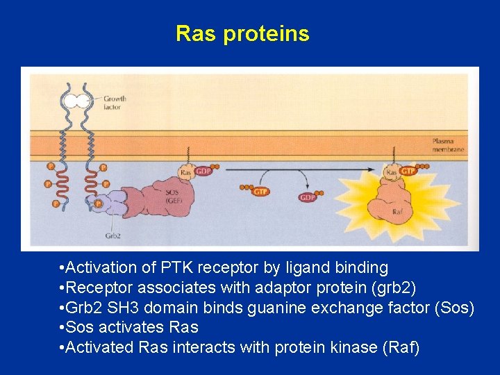 Ras proteins • Activation of PTK receptor by ligand binding • Receptor associates with