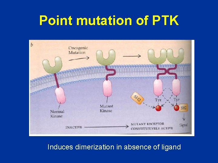 Point mutation of PTK Induces dimerization in absence of ligand 