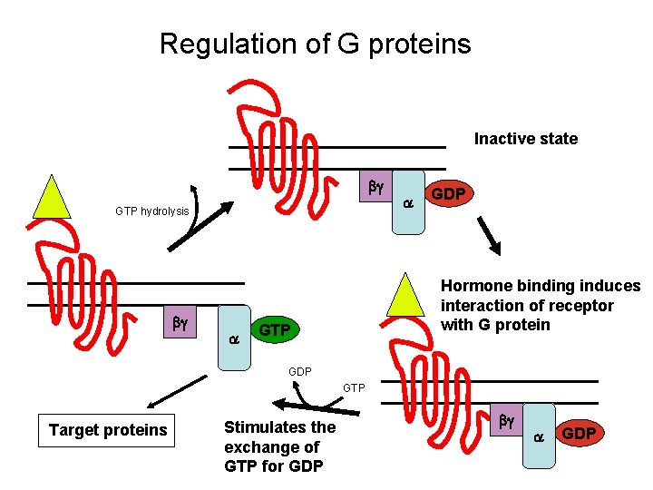 Regulation of G proteins Inactive state bg GTP hydrolysis bg a a GDP Hormone