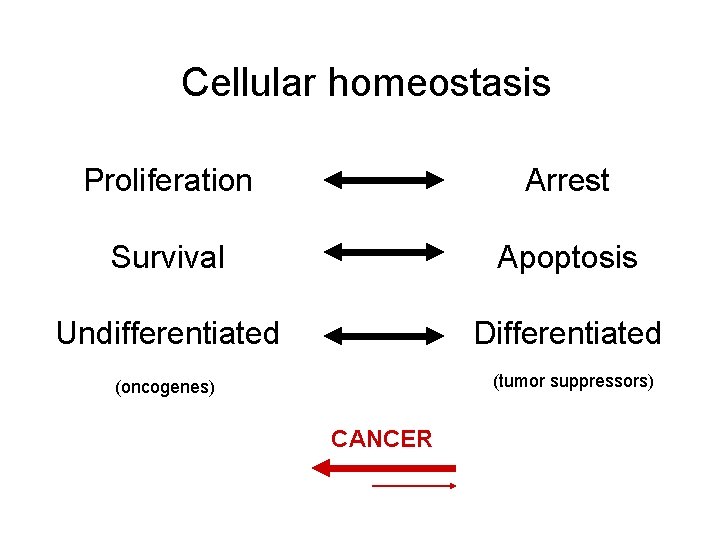 Cellular homeostasis Proliferation Arrest Survival Apoptosis Undifferentiated Differentiated (tumor suppressors) (oncogenes) CANCER 