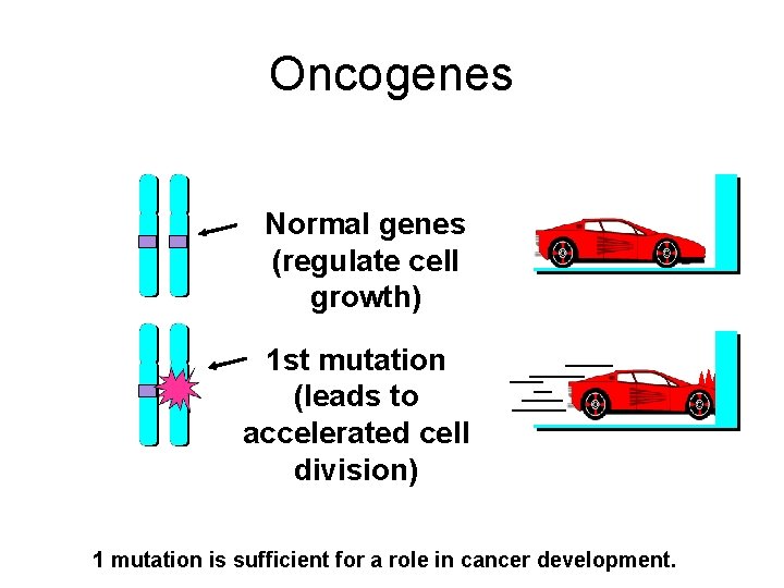 Oncogenes Normal genes (regulate cell growth) 1 st mutation (leads to accelerated cell division)