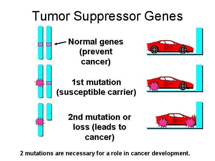 Tumor Suppressor Genes Normal genes (prevent cancer) 1 st mutation (susceptible carrier) 2 nd