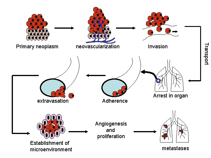 extravasation neovascularization Adherence Invasion Arrest in organ Angiogenesis and proliferation Establishment of microenvironment metastases