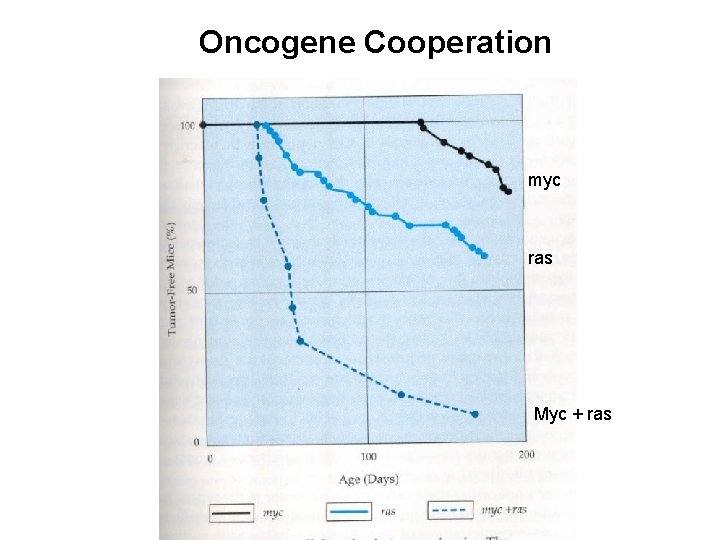 Oncogene Cooperation myc ras Myc + ras 