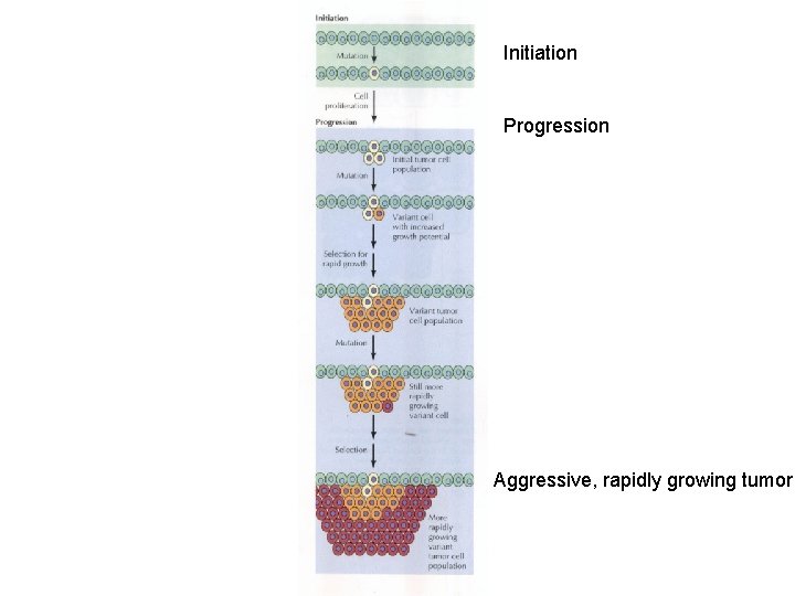 Initiation Progression Aggressive, rapidly growing tumor 