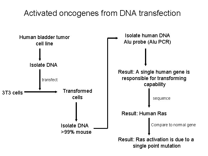 Activated oncogenes from DNA transfection Human bladder tumor cell line Isolate human DNA Alu