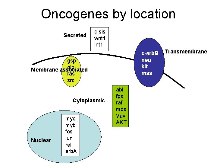 Oncogenes by location Secreted c-sis wnt 1 int 1 c-erb. B neu kit mas