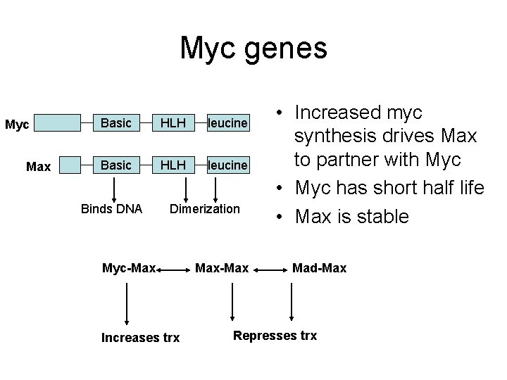 Myc genes Myc Max Basic HLH leucine Binds DNA Dimerization Myc-Max Increases trx Max-Max