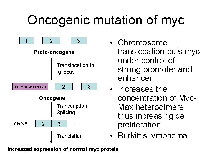 Oncogenic mutation of myc 1 2 3 Proto-oncogene Translocation to Ig locus 2 Ig