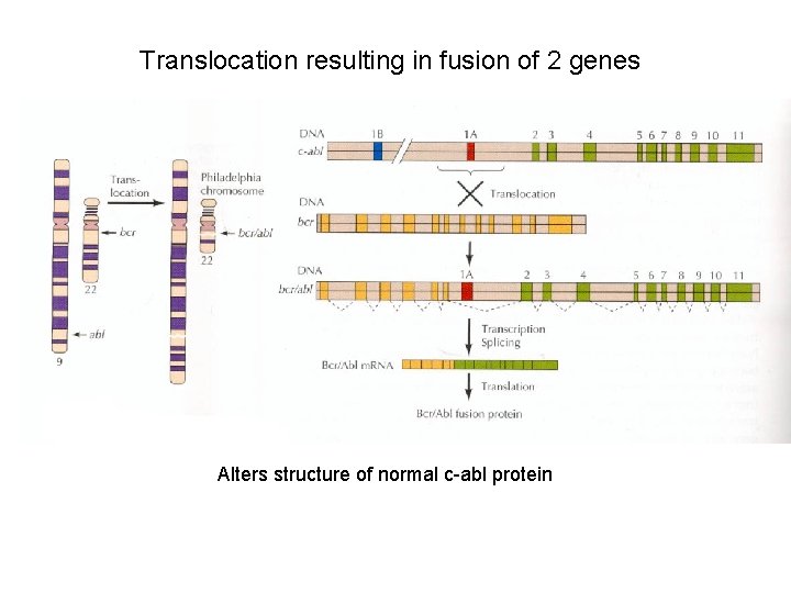 Translocation resulting in fusion of 2 genes Alters structure of normal c-abl protein 