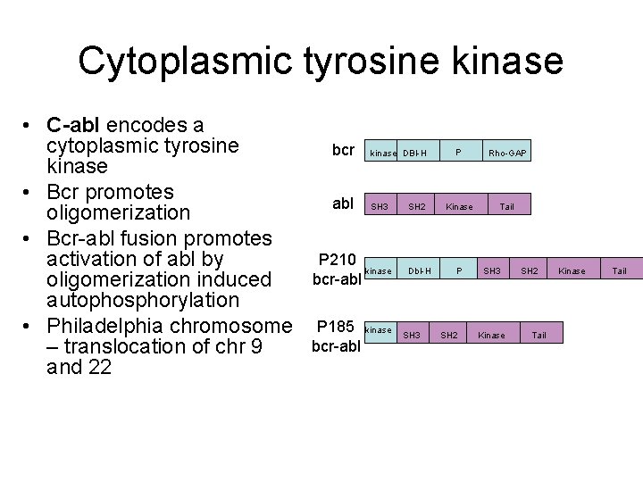 Cytoplasmic tyrosine kinase • C-abl encodes a cytoplasmic tyrosine kinase • Bcr promotes oligomerization