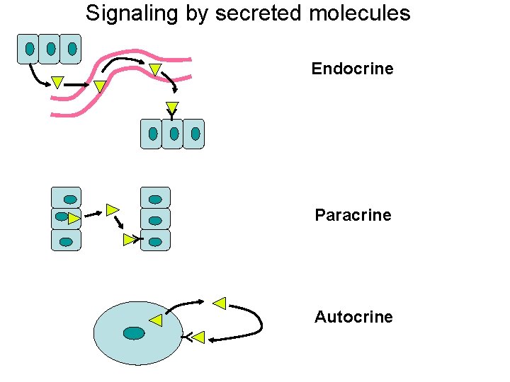 Signaling by secreted molecules Endocrine Y Y Paracrine Autocrine Y 