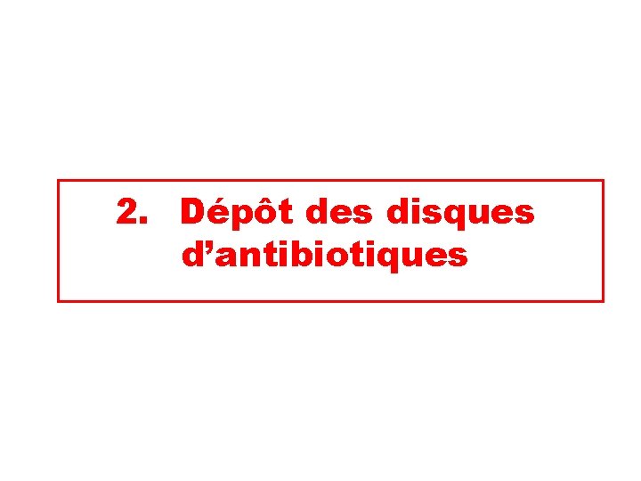 2. Dépôt des disques d’antibiotiques 