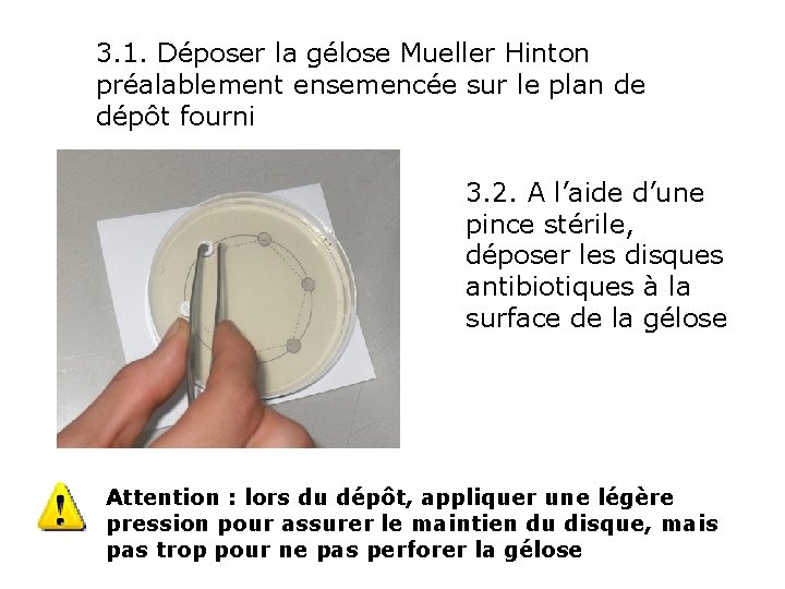 3. 1. Déposer la gélose Mueller Hinton préalablement ensemencée sur le plan de dépôt