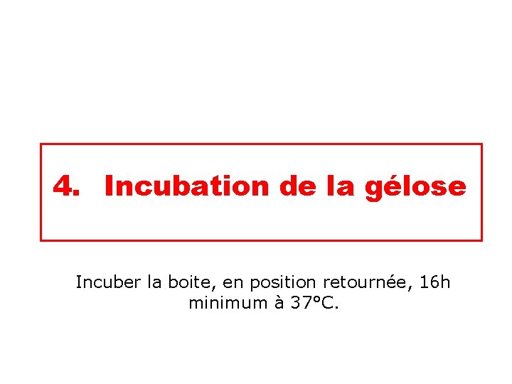 4. Incubation de la gélose Incuber la boite, en position retournée, 16 h minimum