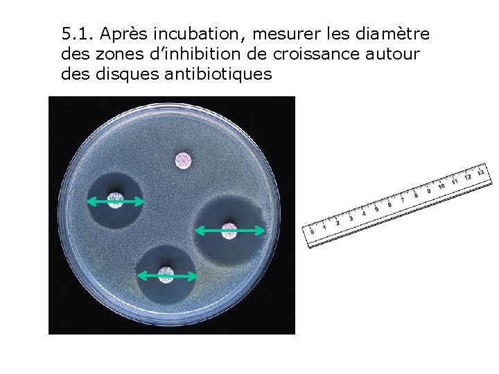 5. 1. Après incubation, mesurer les diamètre des zones d’inhibition de croissance autour des