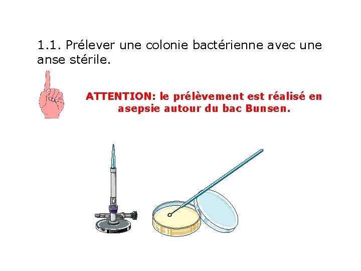 1. 1. Prélever une colonie bactérienne avec une anse stérile. ATTENTION: le prélèvement est