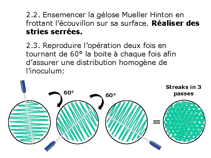 2. 2. Ensemencer la gélose Mueller Hinton en frottant l’écouvillon sur sa surface. Réaliser