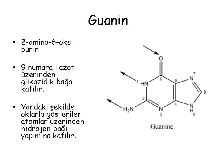 Guanin • 2 -amino-6 -oksi pürin • 9 numaralı azot üzerinden glikozidik bağa katılır.
