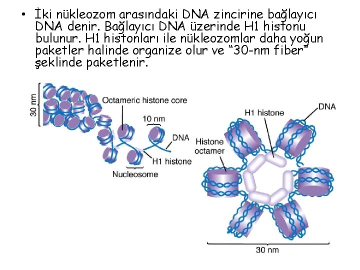  • İki nükleozom arasındaki DNA zincirine bağlayıcı DNA denir. Bağlayıcı DNA üzerinde H