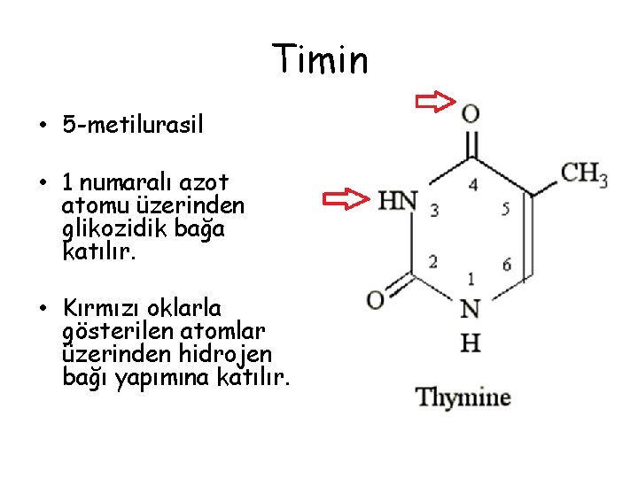 Timin • 5 -metilurasil • 1 numaralı azot atomu üzerinden glikozidik bağa katılır. •