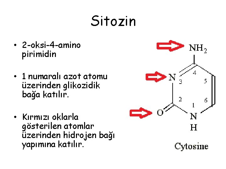 Sitozin • 2 -oksi-4 -amino pirimidin • 1 numaralı azot atomu üzerinden glikozidik bağa