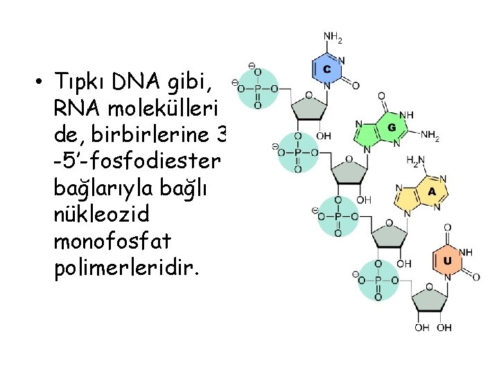  • Tıpkı DNA gibi, RNA molekülleri de, birbirlerine 3’ -5’-fosfodiester bağlarıyla bağlı nükleozid