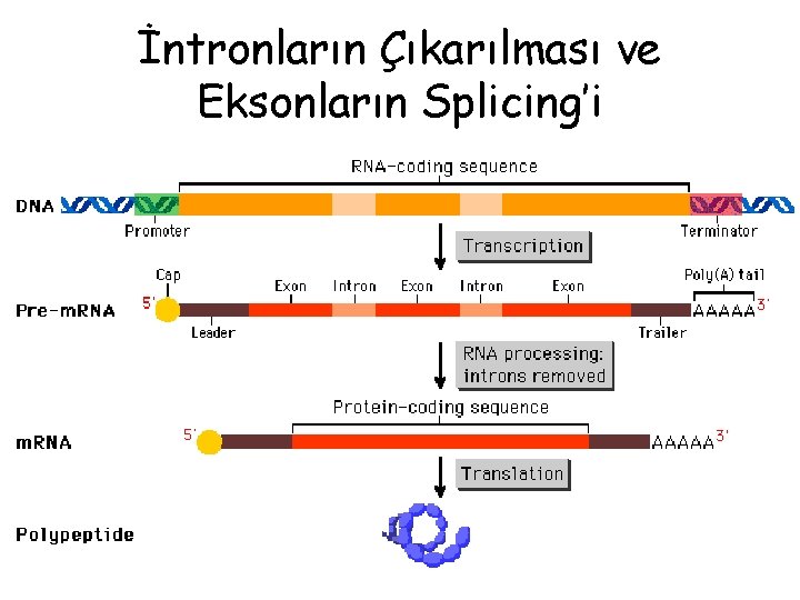 İntronların Çıkarılması ve Eksonların Splicing’i 