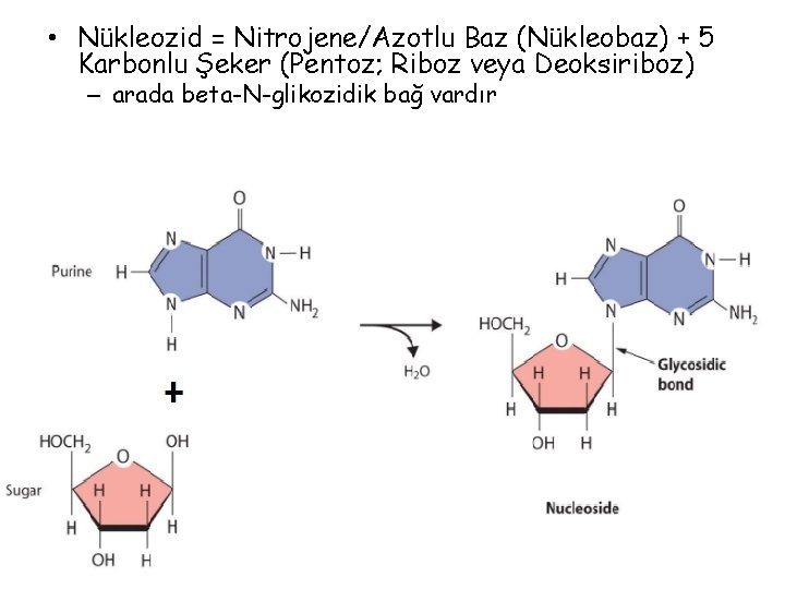  • Nükleozid = Nitrojene/Azotlu Baz (Nükleobaz) + 5 Karbonlu Şeker (Pentoz; Riboz veya