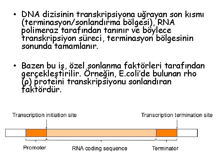  • DNA dizisinin transkripsiyona uğrayan son kısmı (terminasyon/sonlandırma bölgesi), RNA polimeraz tarafından tanınır