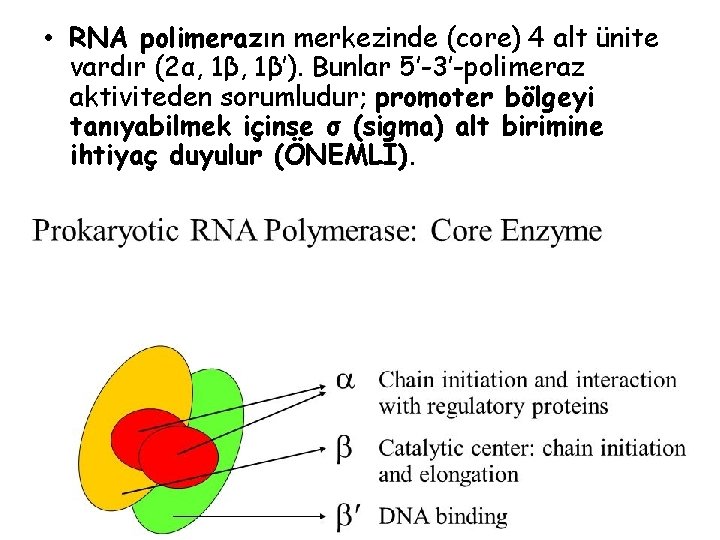  • RNA polimerazın merkezinde (core) 4 alt ünite vardır (2α, 1β’). Bunlar 5’-3’-polimeraz