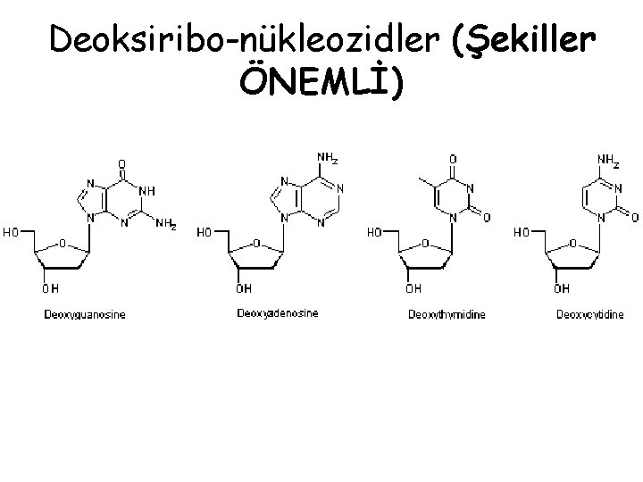 Deoksiribo-nükleozidler (Şekiller ÖNEMLİ) 