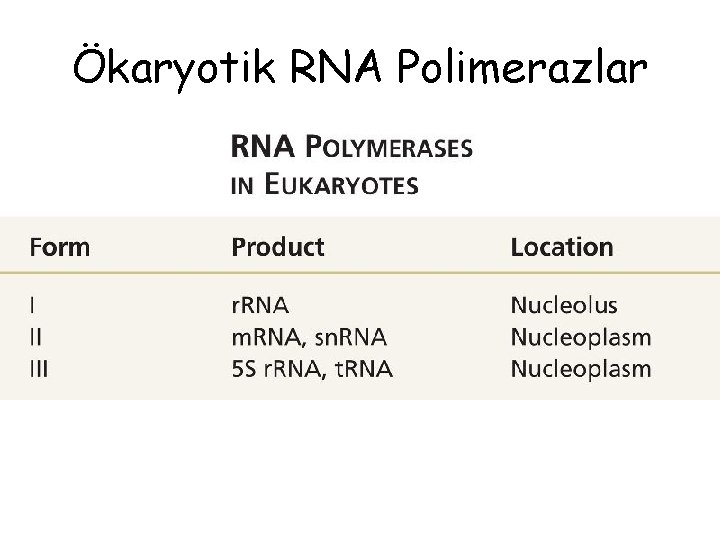 Ökaryotik RNA Polimerazlar 