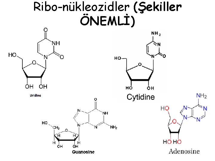 Ribo-nükleozidler (Şekiller ÖNEMLİ) 
