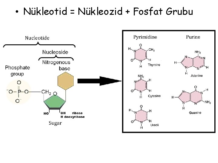  • Nükleotid = Nükleozid + Fosfat Grubu 