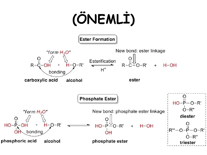 (ÖNEMLİ) 